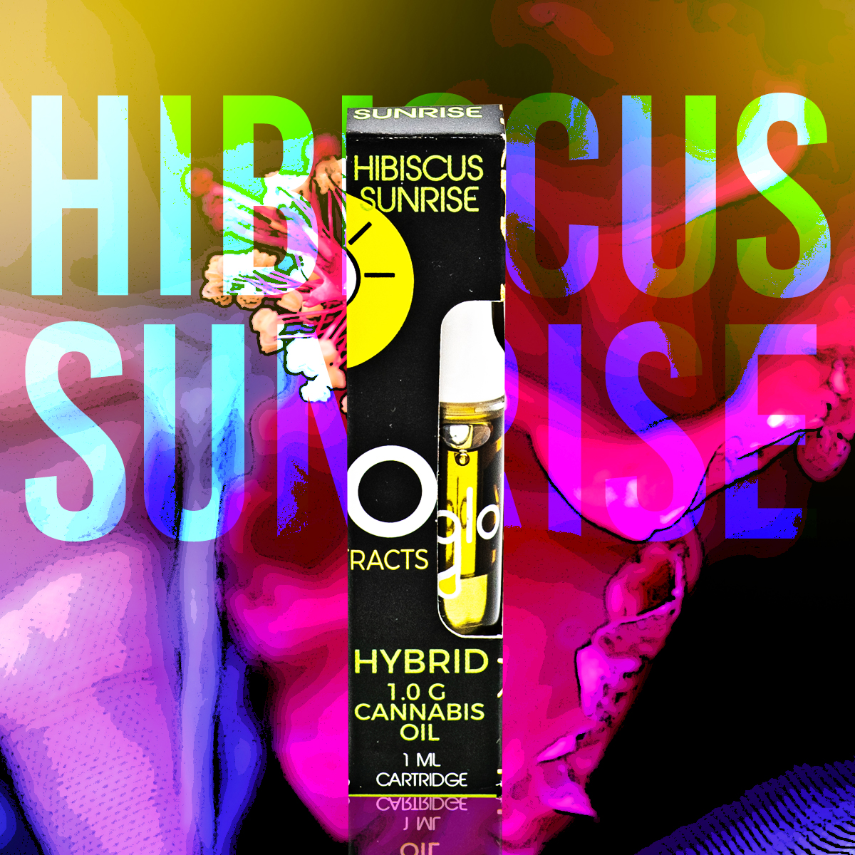 hibiscussunrise